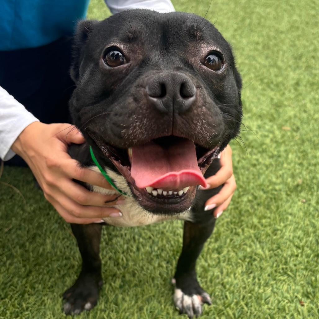 Jekyll C000-568 - City of Industry Location, a Adoptable mixed breed in Chino Hills, CA image 6/6