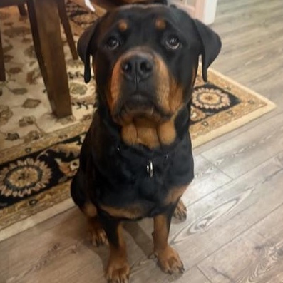 Enlarge Kona, a ADOPTABLE Rottweiler in Richboro, PA image 3/3