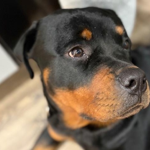 Enlarge Kona, a ADOPTABLE Rottweiler in Richboro, PA image 1/3