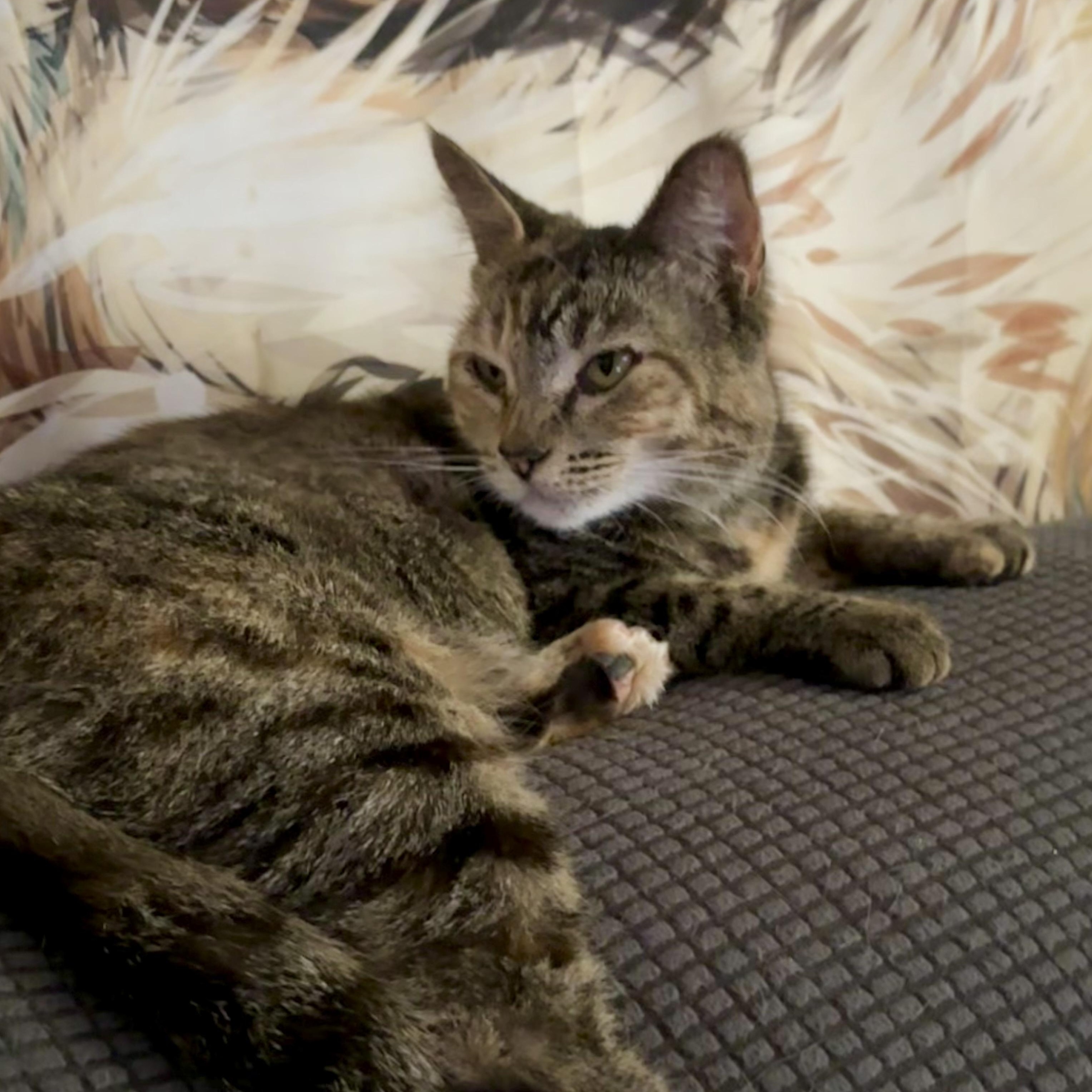 Kirra, Adoptable, Young Female Domestic Short Hair.