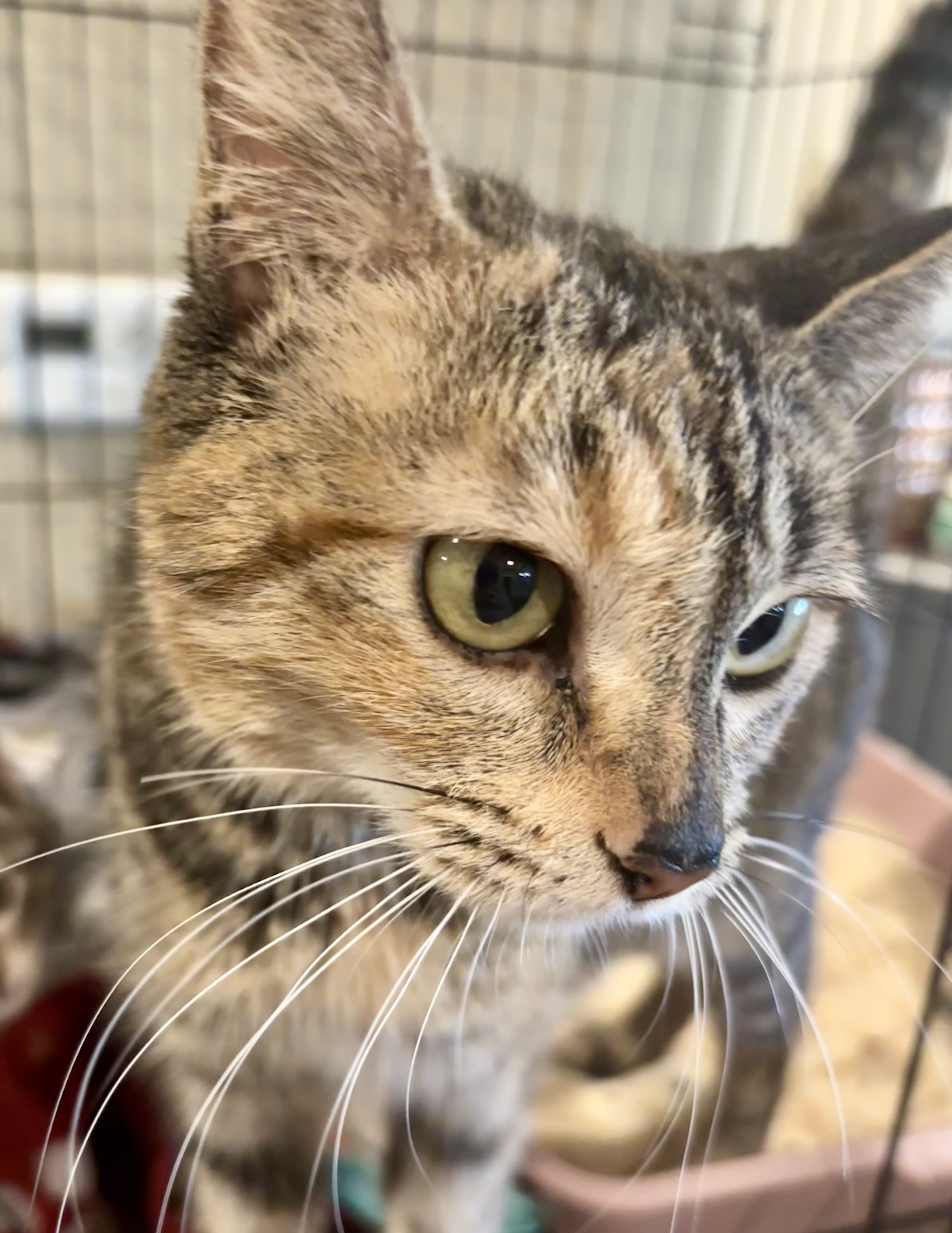 Kirra, a Adoptable Domestic Short Hair in Wildomar, CA image 3/3