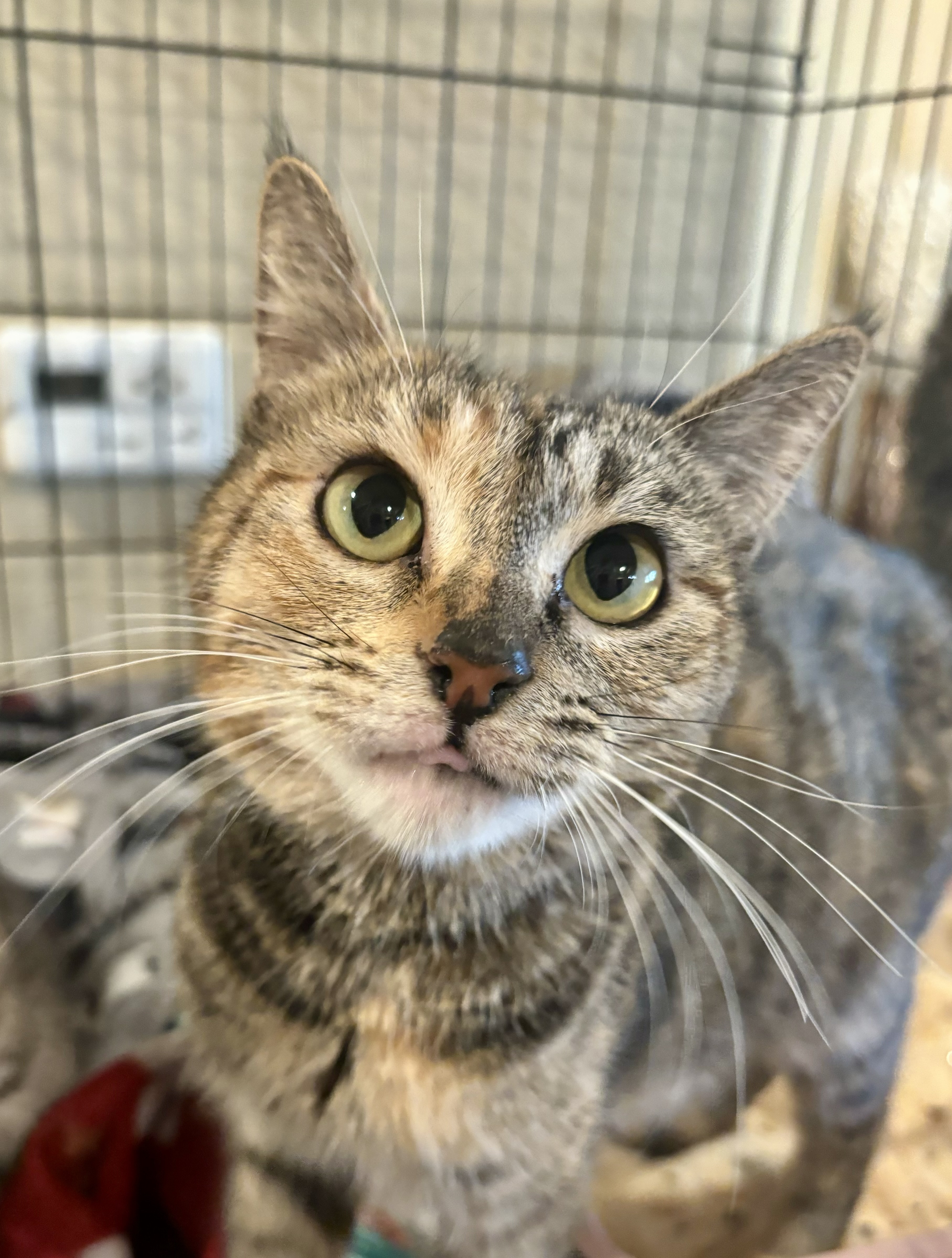 Kirra, Adoptable, Adult Female Domestic Short Hair.