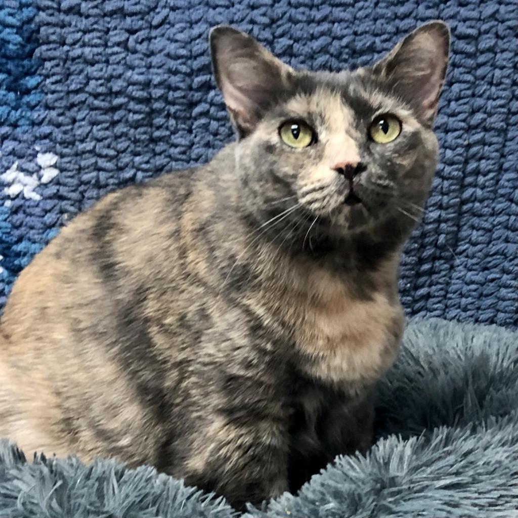 Tesla — thumbnail 3