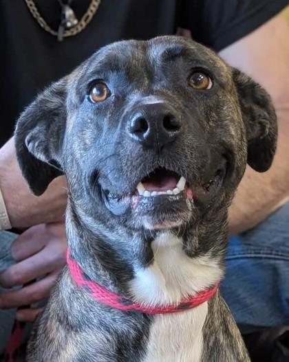 Neytiri, Adoptable, Young Female Boxer & Mixed Breed.