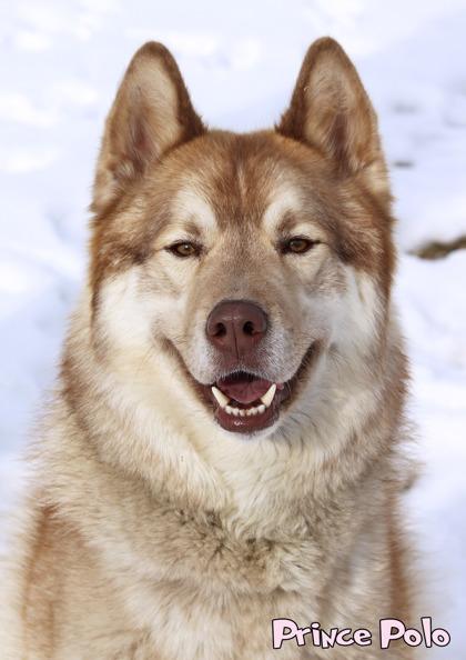 Enlarge Prince Polo, a Adoptable mixed breed in Mason, MI image 2/3