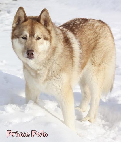 Enlarge Prince Polo, a Adoptable mixed breed in Mason, MI image 3/3