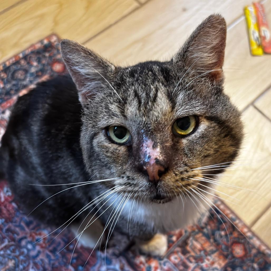 Captain Winston Mooty, Adoptable, Senior Male Domestic Short Hair.