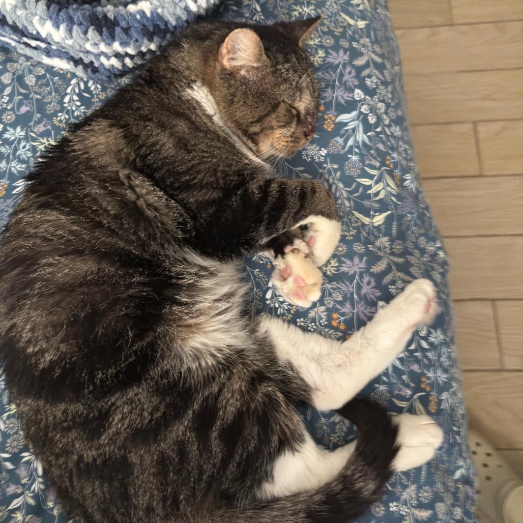 Captain Winston Mooty, a Adoptable Domestic Short Hair in Miami, FL image 2/6