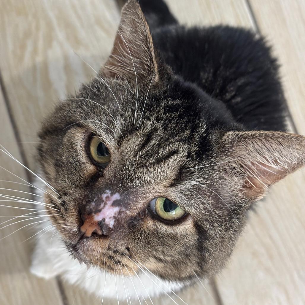 Captain Winston Mooty, a Adoptable Domestic Short Hair in Miami, FL image 3/6