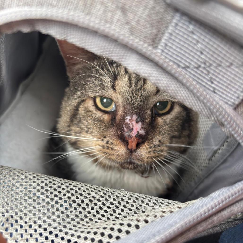 Captain Winston Mooty, a Adoptable Domestic Short Hair in Miami, FL image 4/6