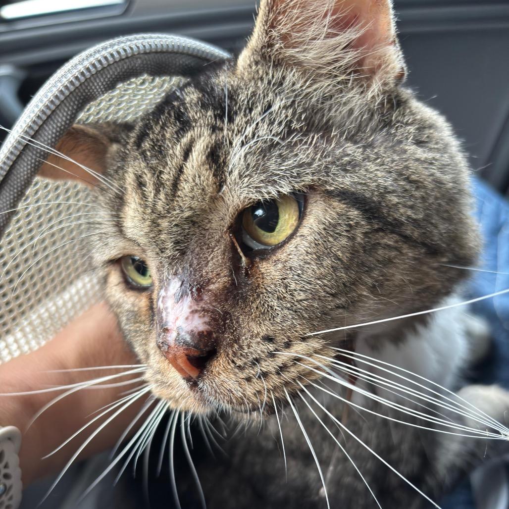 Captain Winston Mooty, a Adoptable Domestic Short Hair in Miami, FL image 5/6