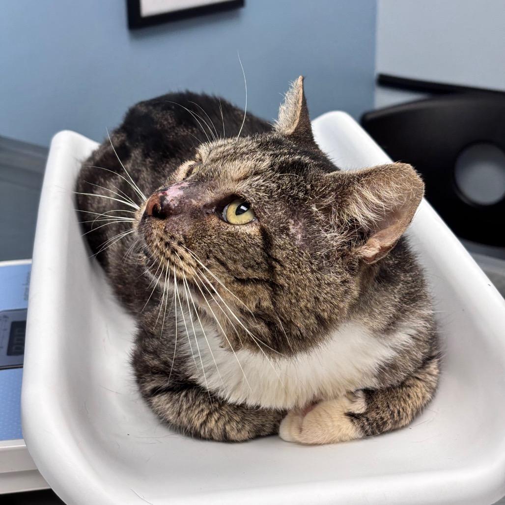 Captain Winston Mooty, a Adoptable Domestic Short Hair in Miami, FL image 6/6