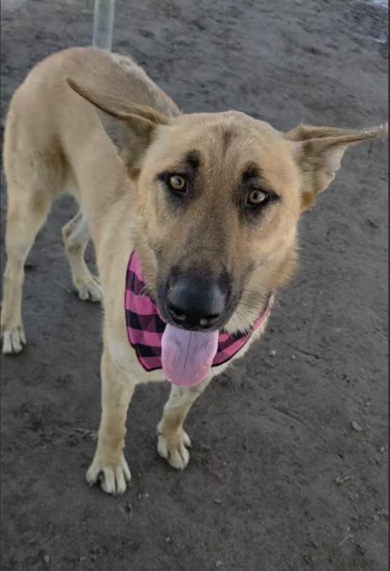 Enlarge Ruth, a Adoptable mixed breed in Davis, CA image 4/5