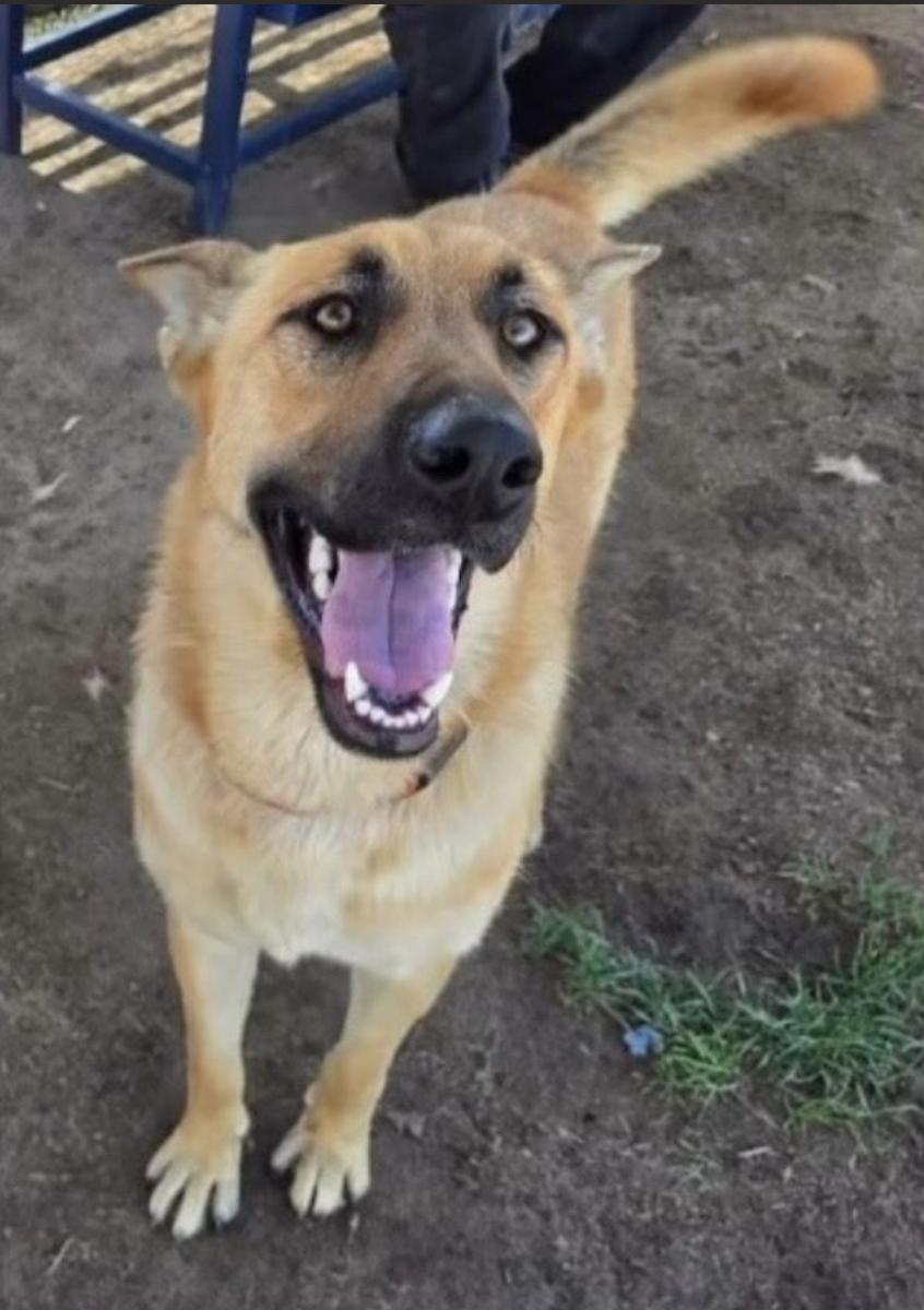 Enlarge Ruth, a Adoptable mixed breed in Davis, CA image 2/5