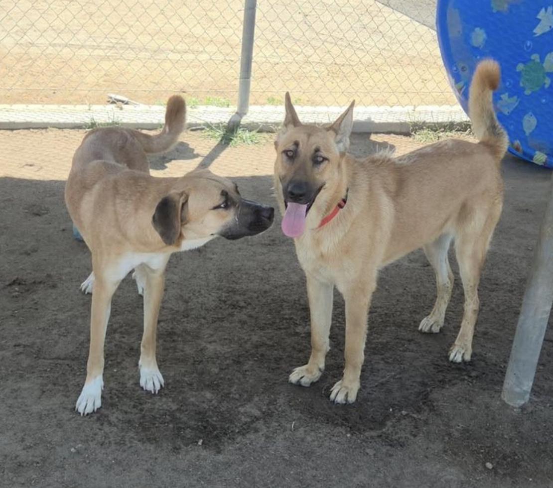 Enlarge Ruth, a Adoptable mixed breed in Davis, CA image 3/5