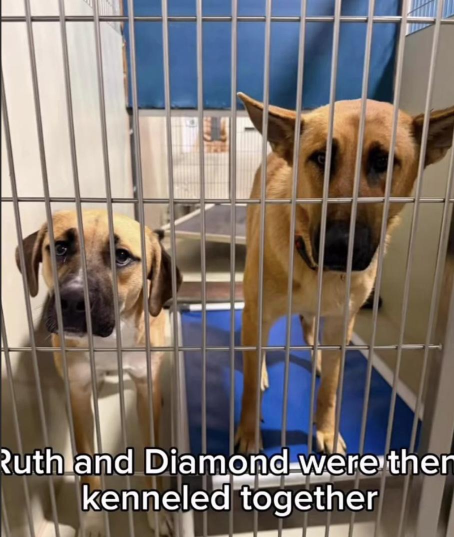 Enlarge Ruth, a Adoptable mixed breed in Davis, CA image 5/5