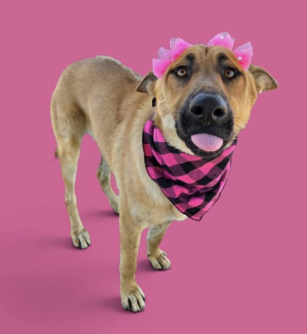 Enlarge Ruth, a Adoptable mixed breed in Davis, CA image 1/5