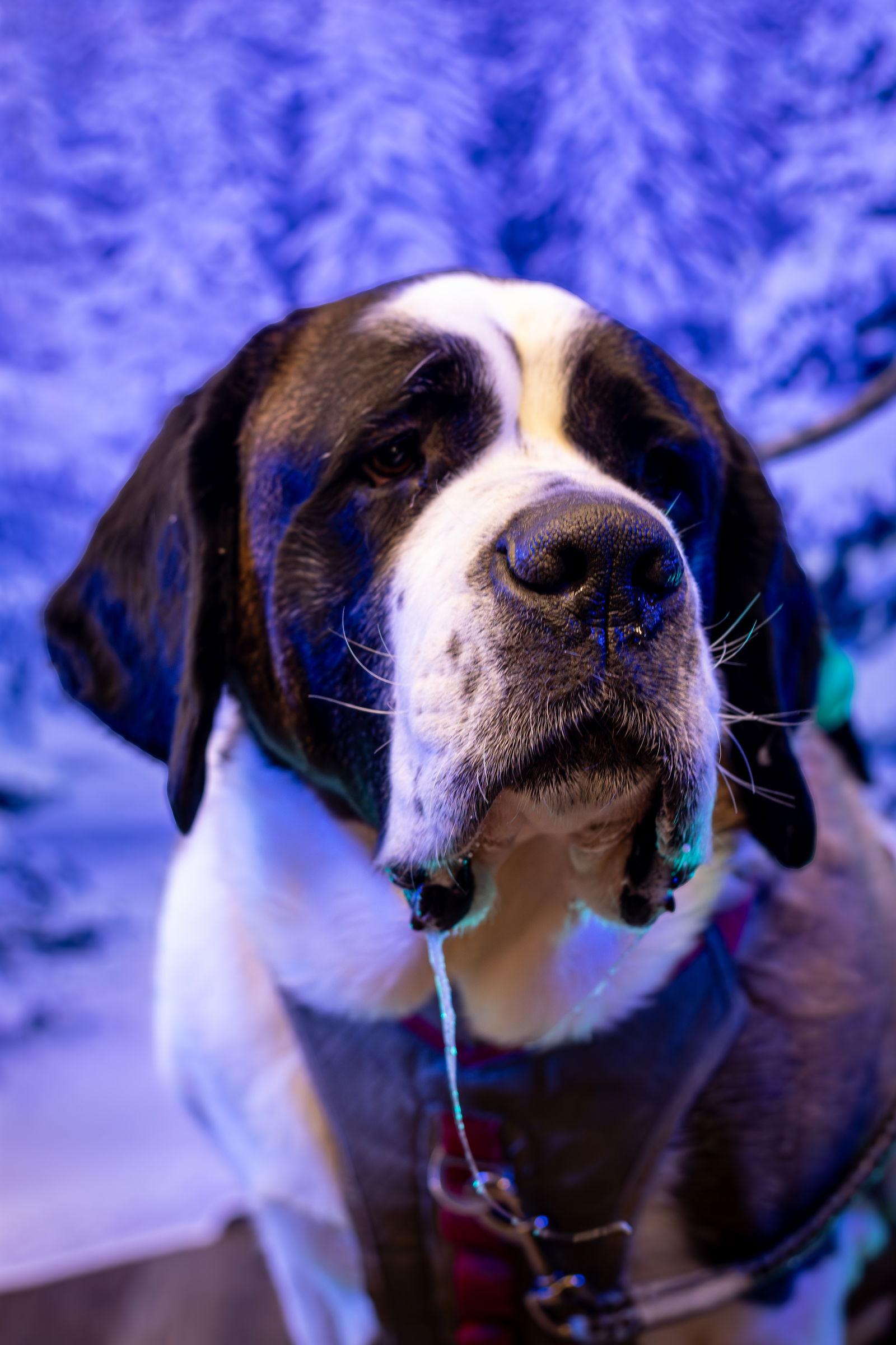 Enlarge Daltry, a Adoptable Saint Bernard in London, ON image 2/3