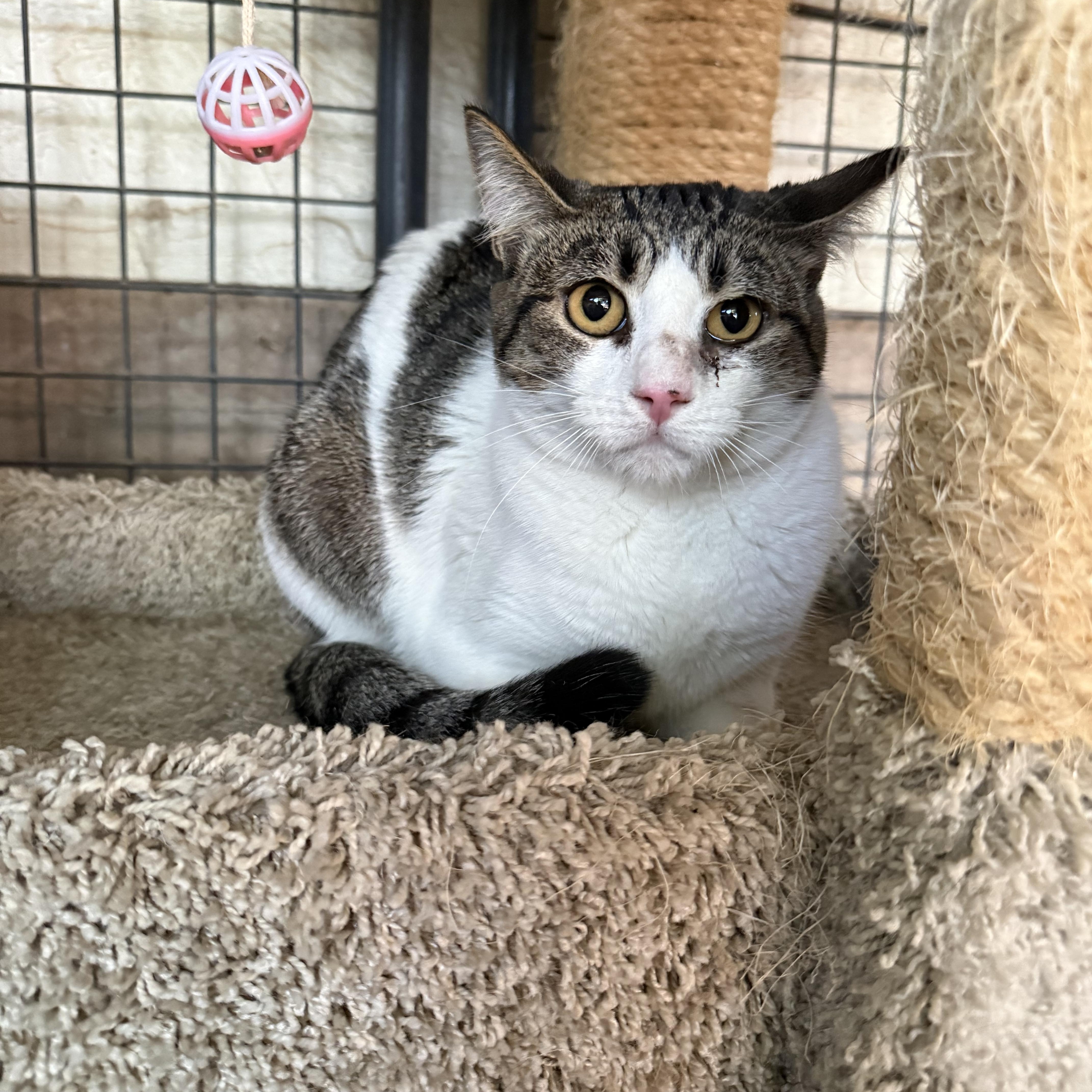 Enlarge Mew Too, an adopted Domestic Short Hair in Marana, AZ image 1/1