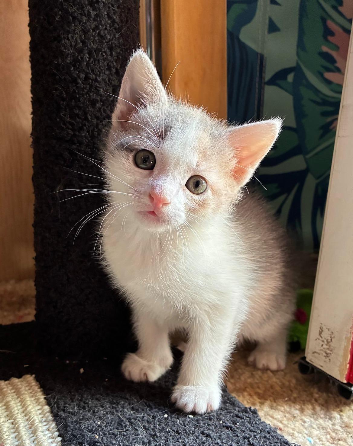 Cat Purrnicus, adopted, Kitten Female Dilute Calico.