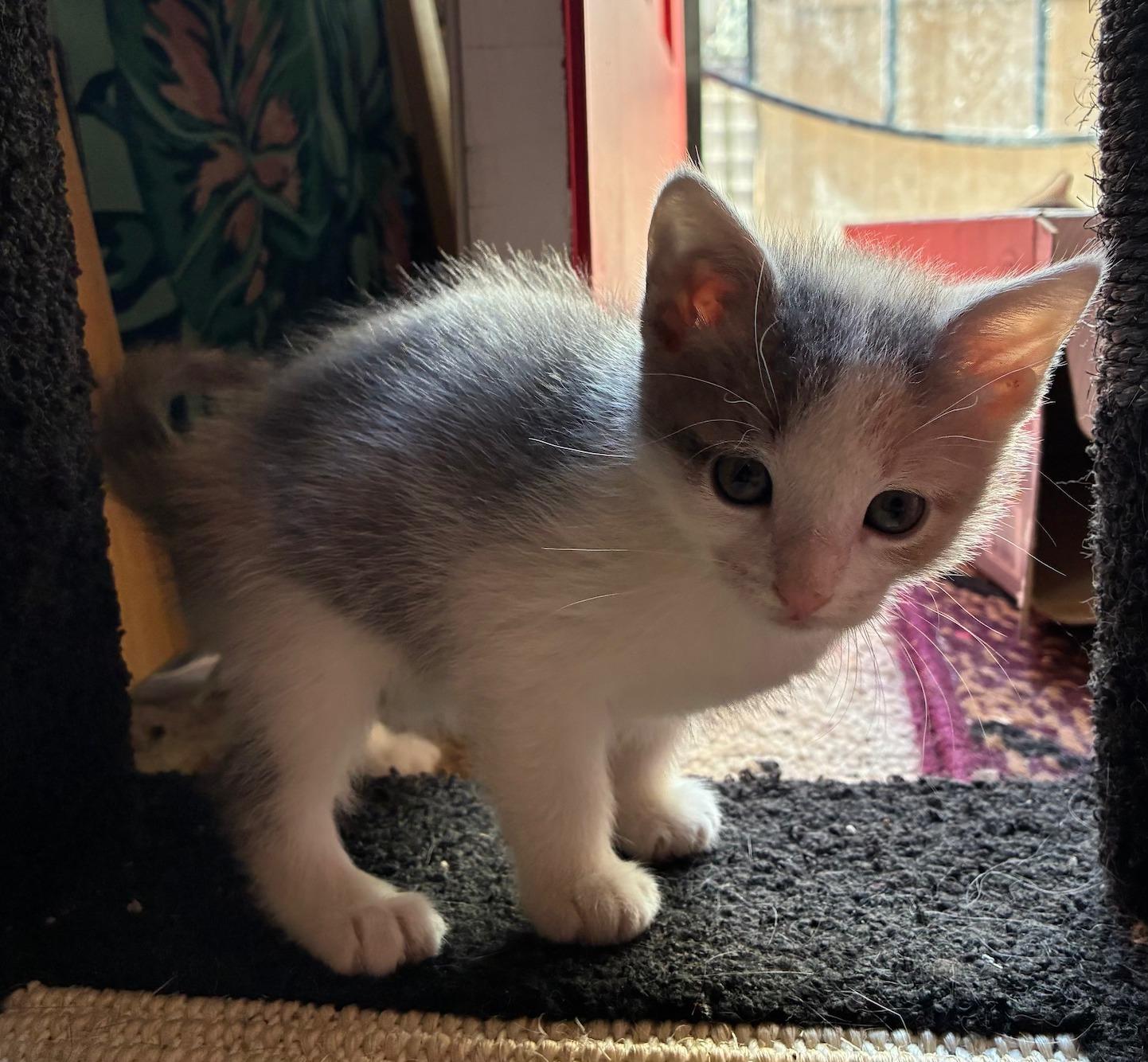 Enlarge Cat Purrnicus, an adopted Dilute Calico in Bayonne, NJ image 3/3