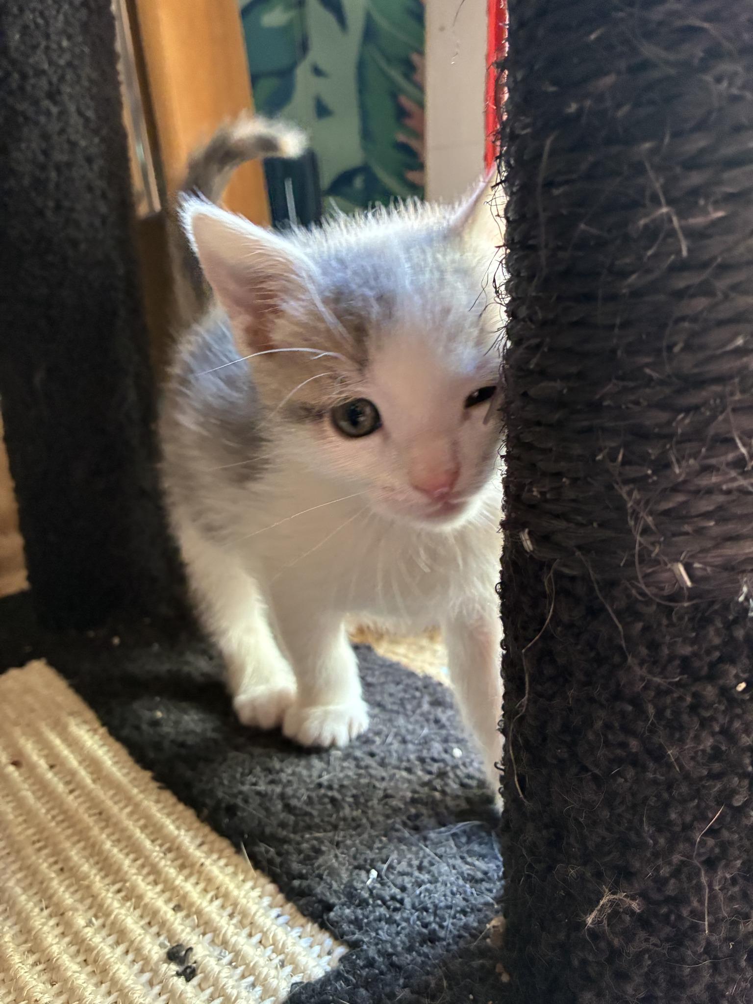Enlarge Cat Purrnicus, an adopted Dilute Calico in Bayonne, NJ image 2/3