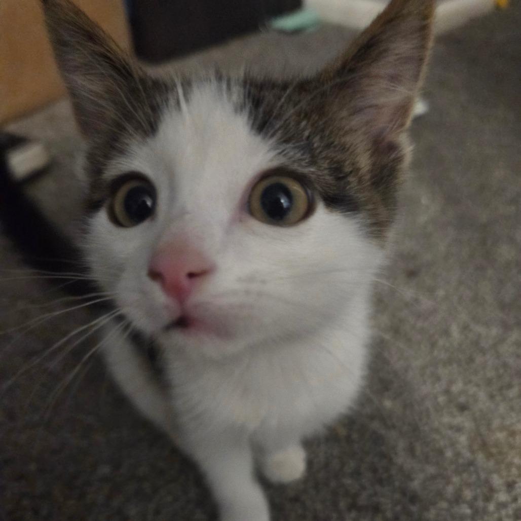 Aioli, a Adoptable Domestic Short Hair in Layton, UT image 2/4