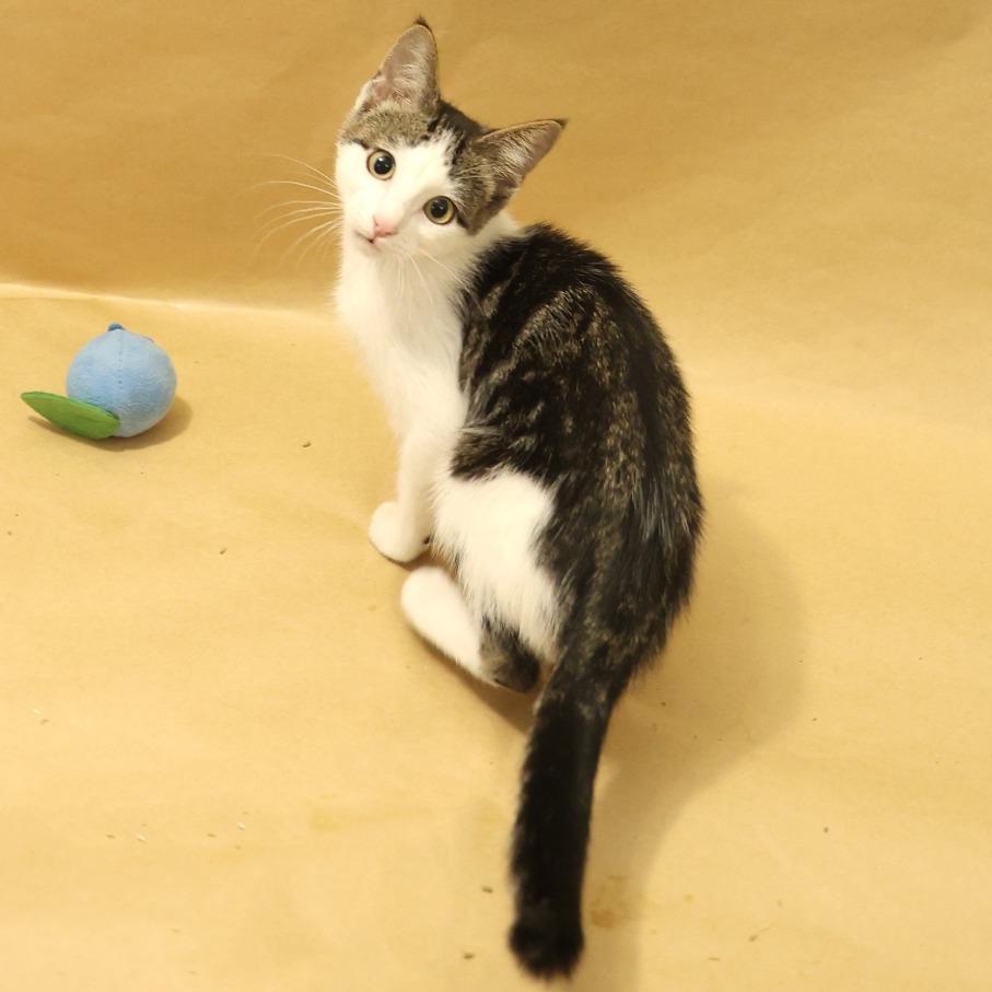Aioli, a Adoptable Domestic Short Hair in Layton, UT image 3/4