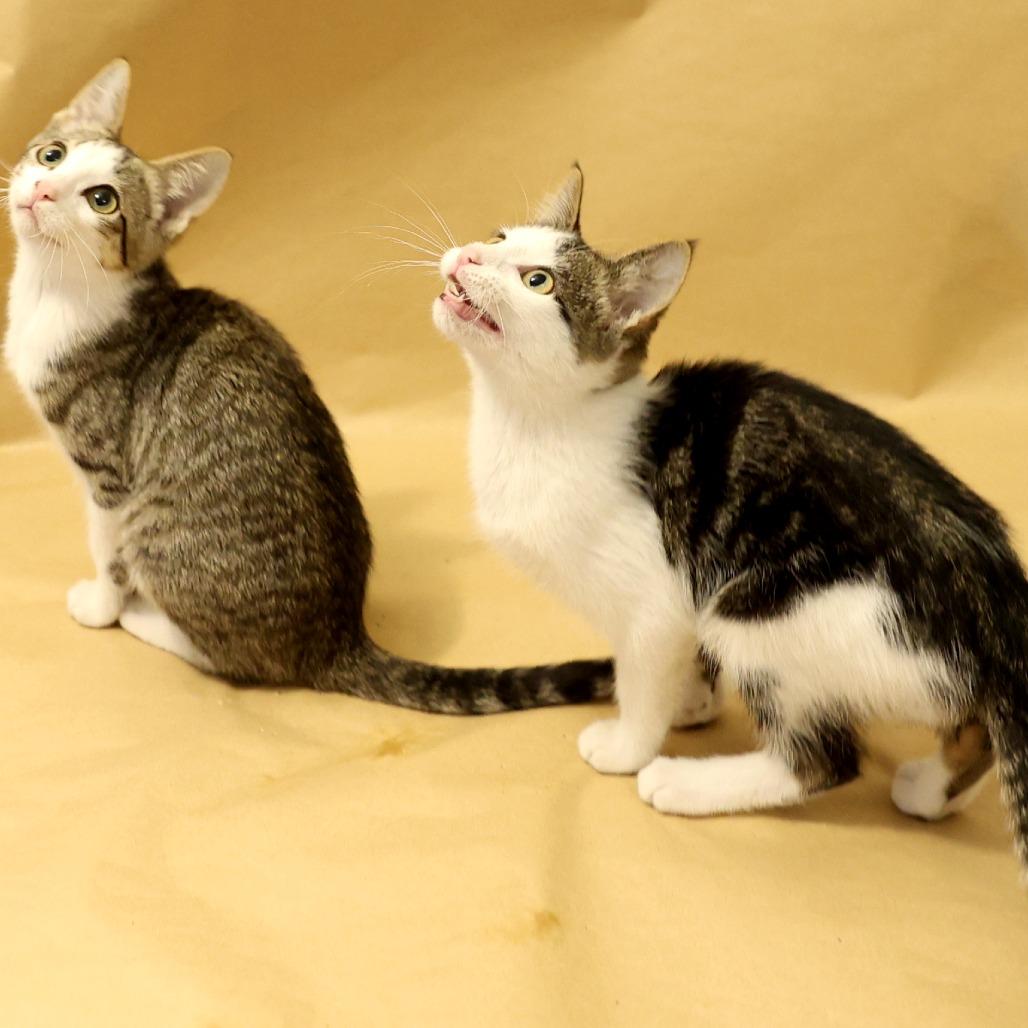 Aioli, a Adoptable Domestic Short Hair in Layton, UT image 4/4