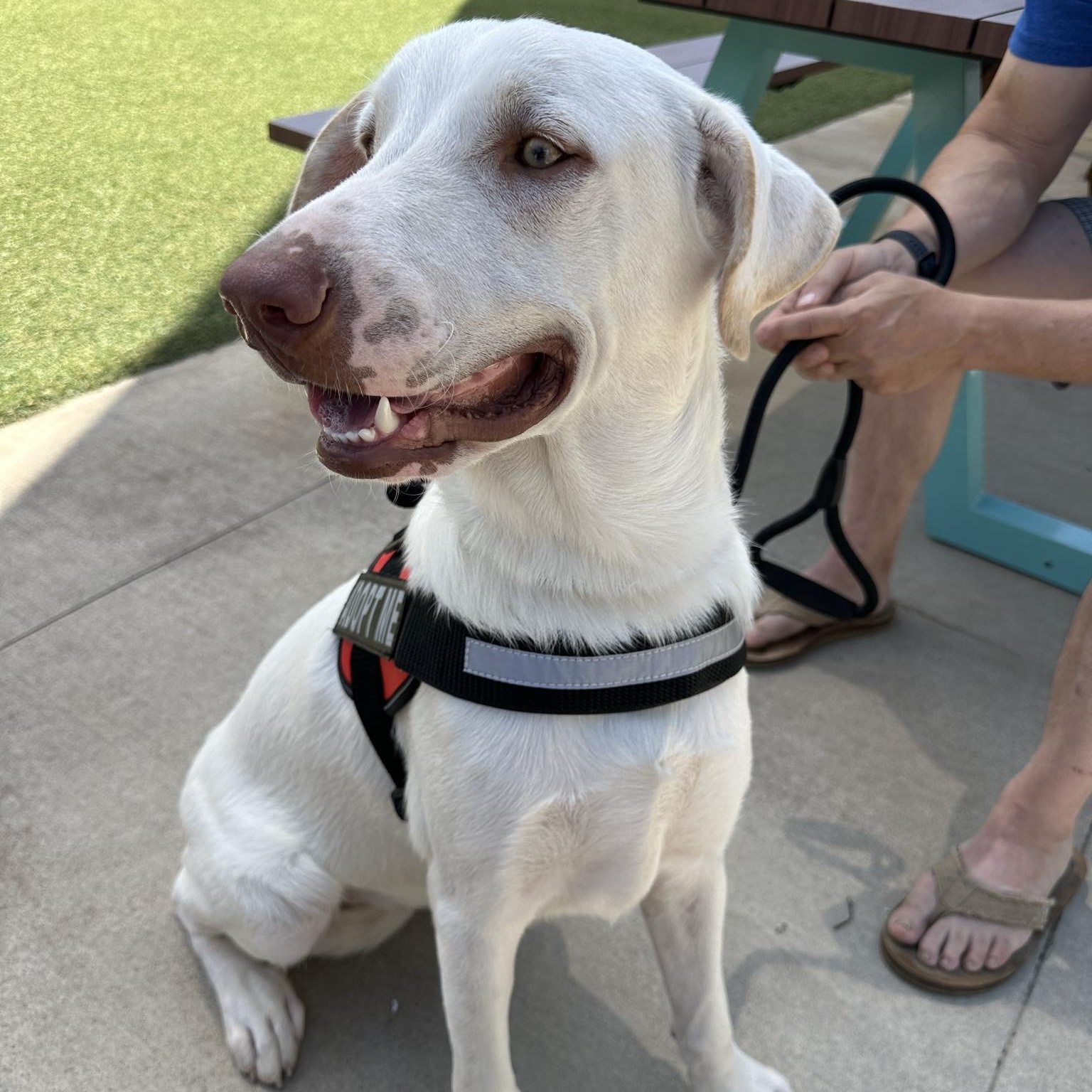 Dog for adoption Buster, a Great Pyrenees Mix in Green Bay, WI