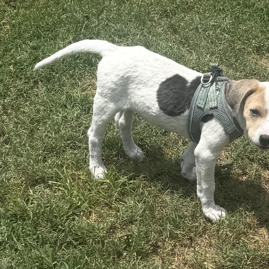 Miley, a ADOPTABLE mixed breed in Calabash, NC image 4/4