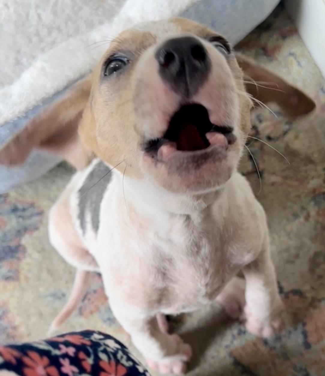 Miley, a ADOPTABLE mixed breed in Calabash, NC image 3/4
