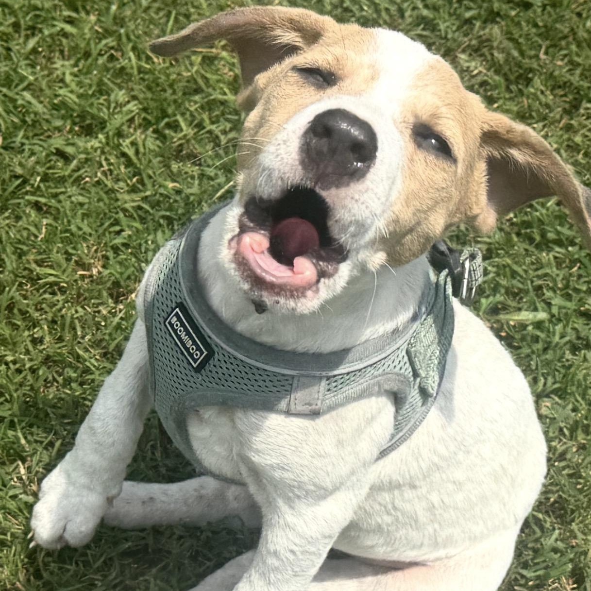 Miley, a ADOPTABLE mixed breed in Calabash, NC image 2/4
