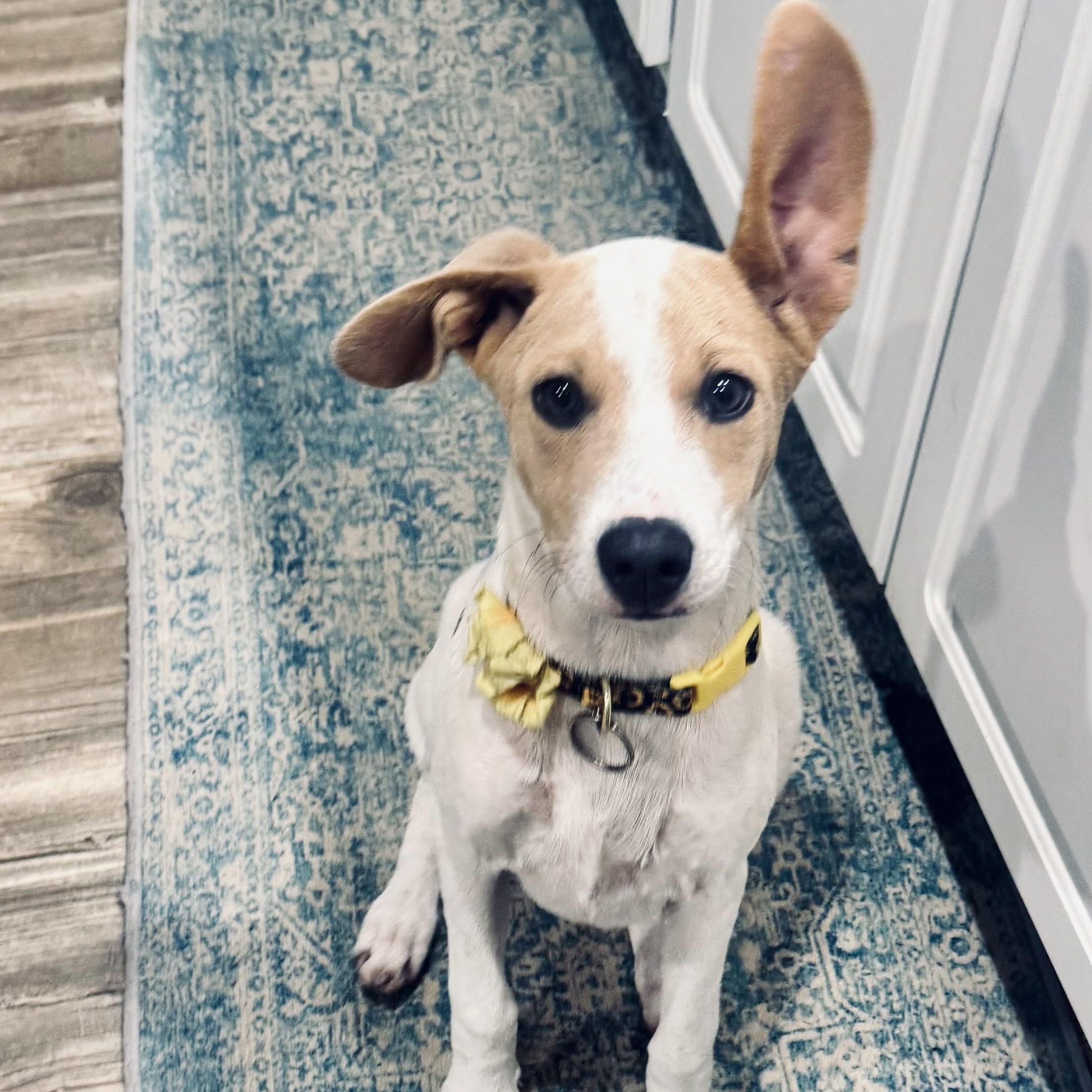 Miley, Adoptable, Young Female Beagle & Jack Russell Terrier.