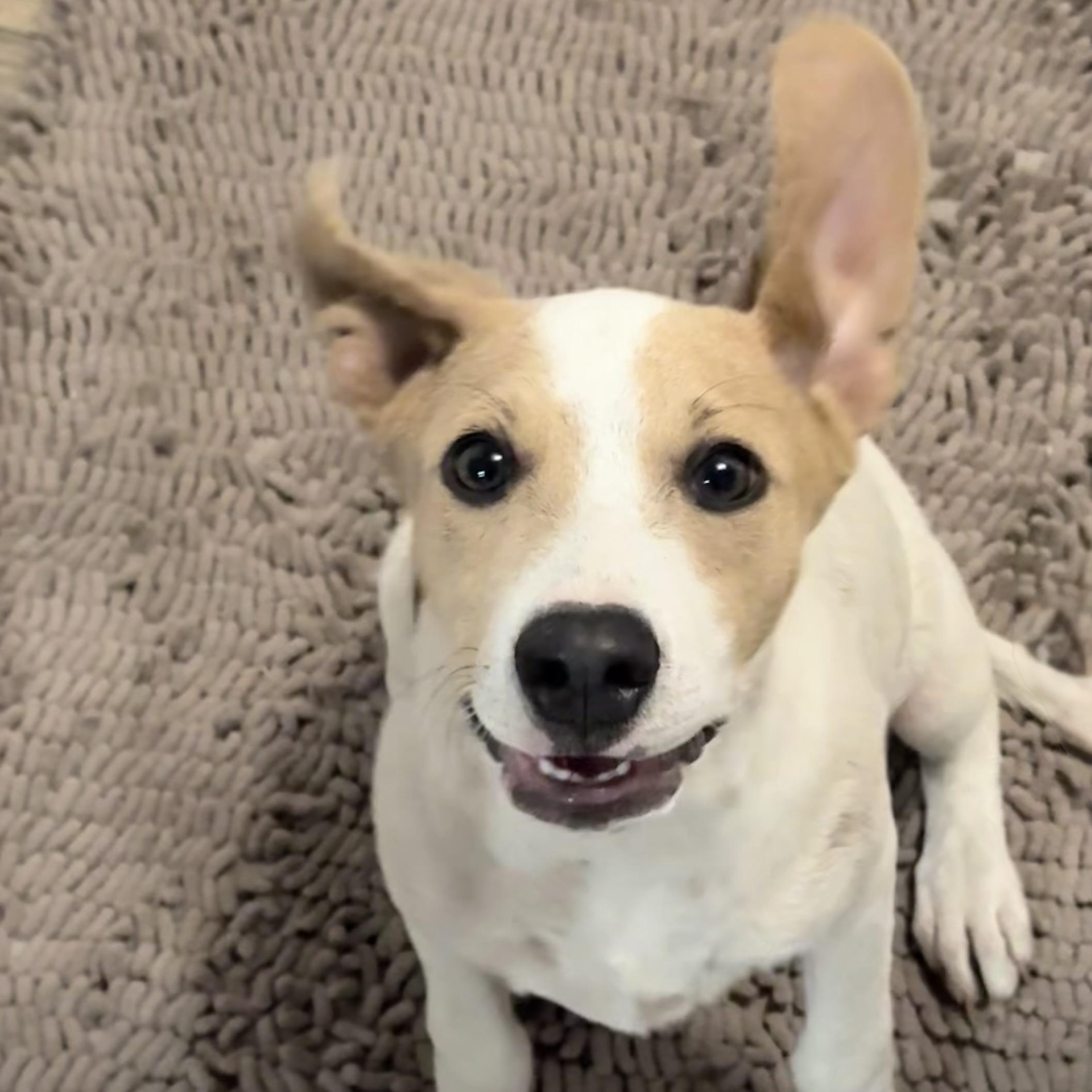 Enlarge Miley, a Adoptable mixed breed in Calabash, NC image 4/5