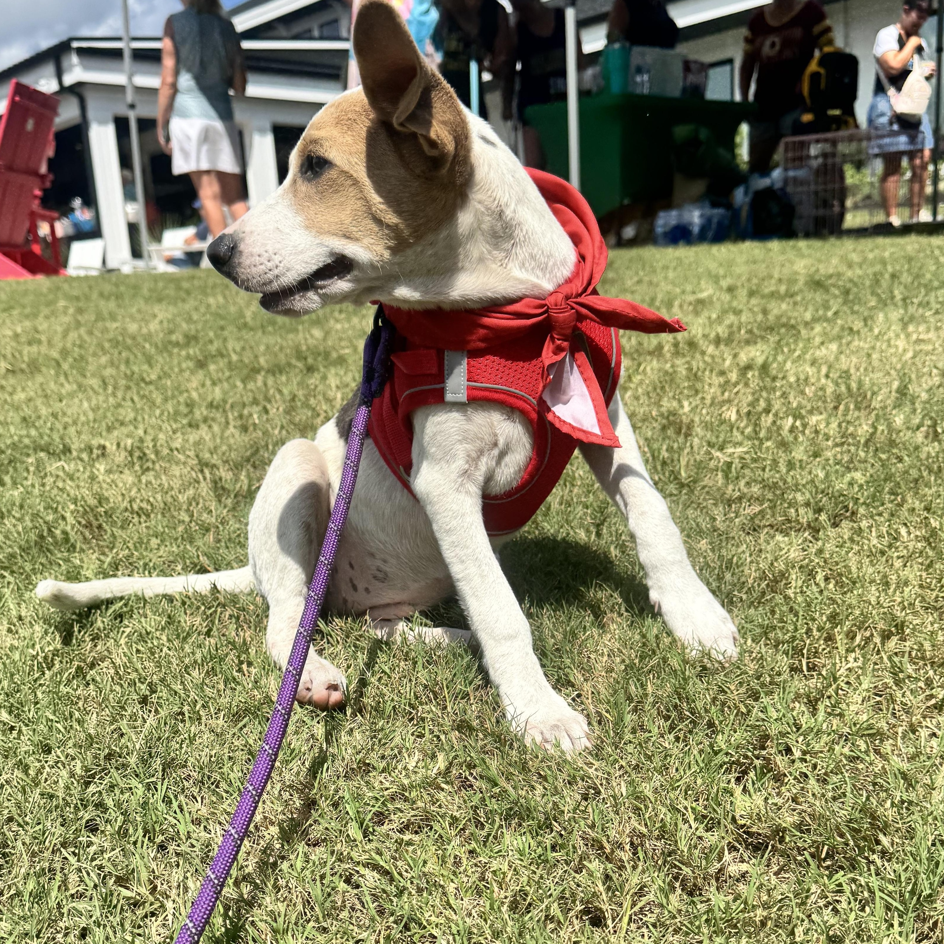 Enlarge Miley, a Adoptable mixed breed in Calabash, NC image 5/5