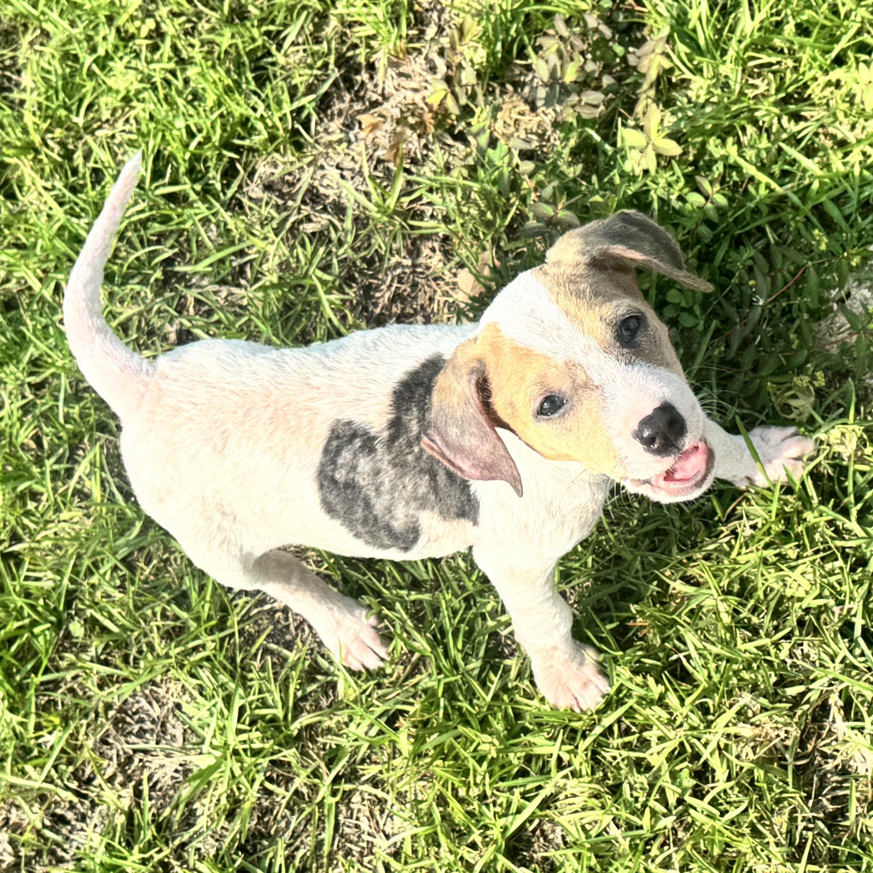 Miley, ADOPTABLE, Young Female Beagle & Terrier.