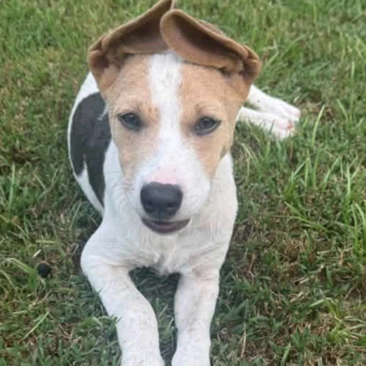 Miley, ADOPTABLE, Young Female Beagle & Terrier.