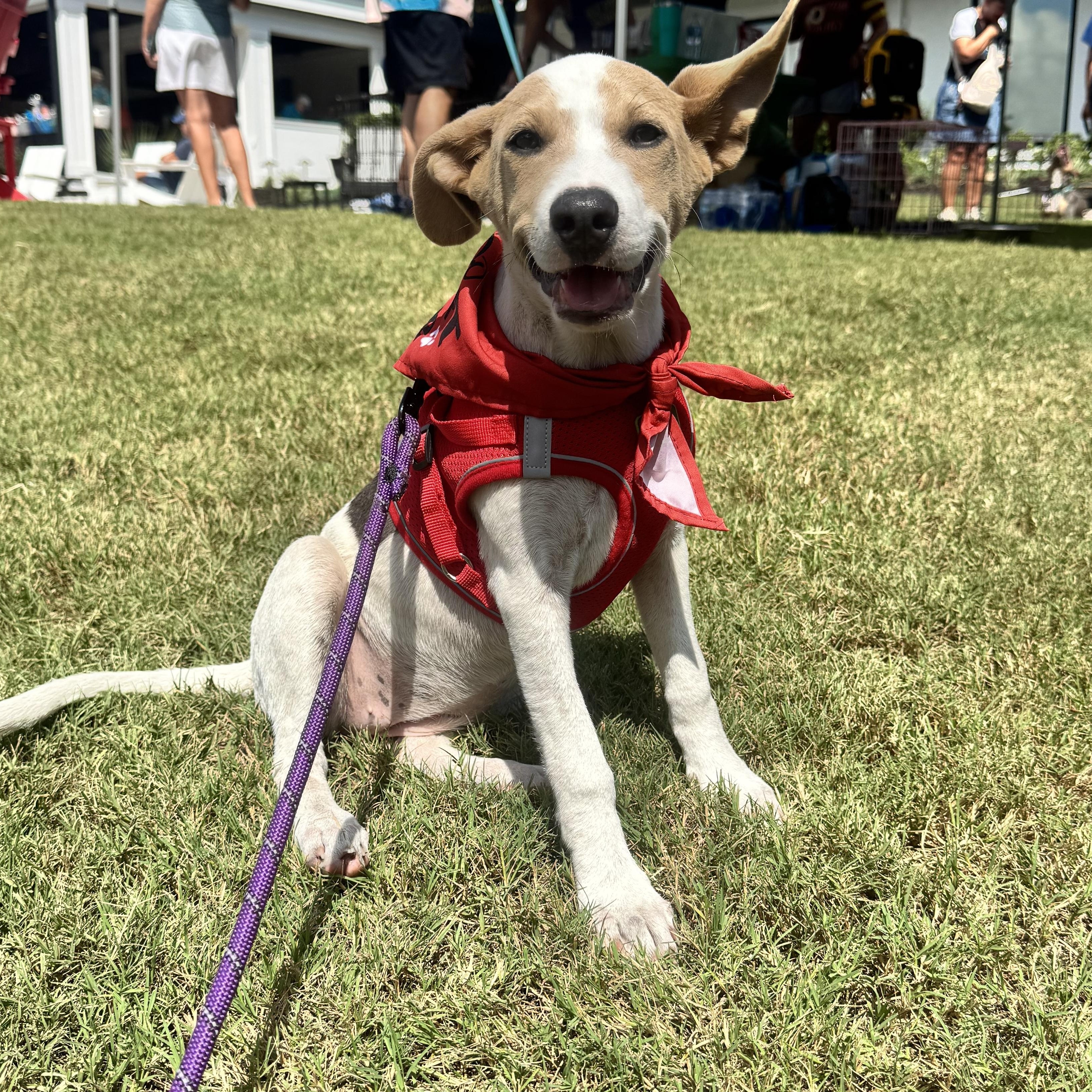 Enlarge Miley, a Adoptable mixed breed in Calabash, NC image 2/5