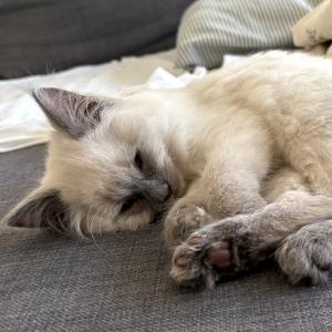 Enlarge Miles, a ADOPTABLE mixed breed in Mississauga, ON image 3/5