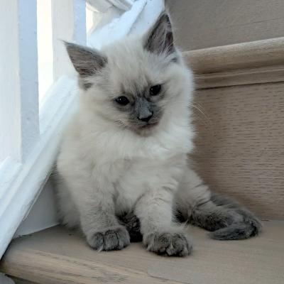 Miles, ADOPTABLE, Kitten Male Siamese.