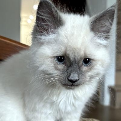 Enlarge Miles, a ADOPTABLE mixed breed in Mississauga, ON image 2/5