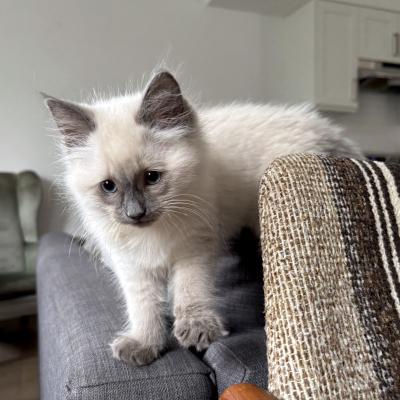Enlarge Miles, a ADOPTABLE mixed breed in Mississauga, ON image 4/5