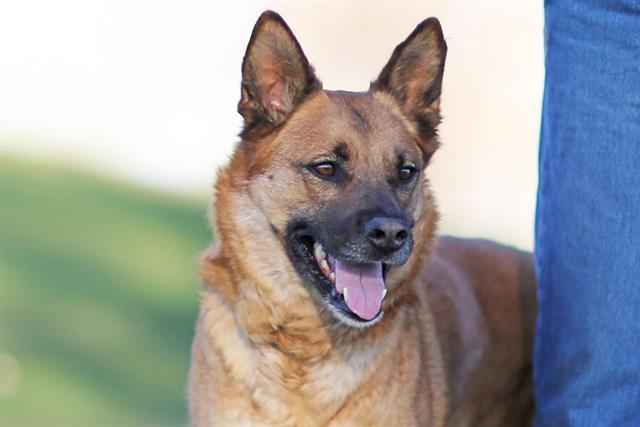 Enlarge SOPHIE, a Adoptable mixed breed in Albuquerque, NM image 1/1