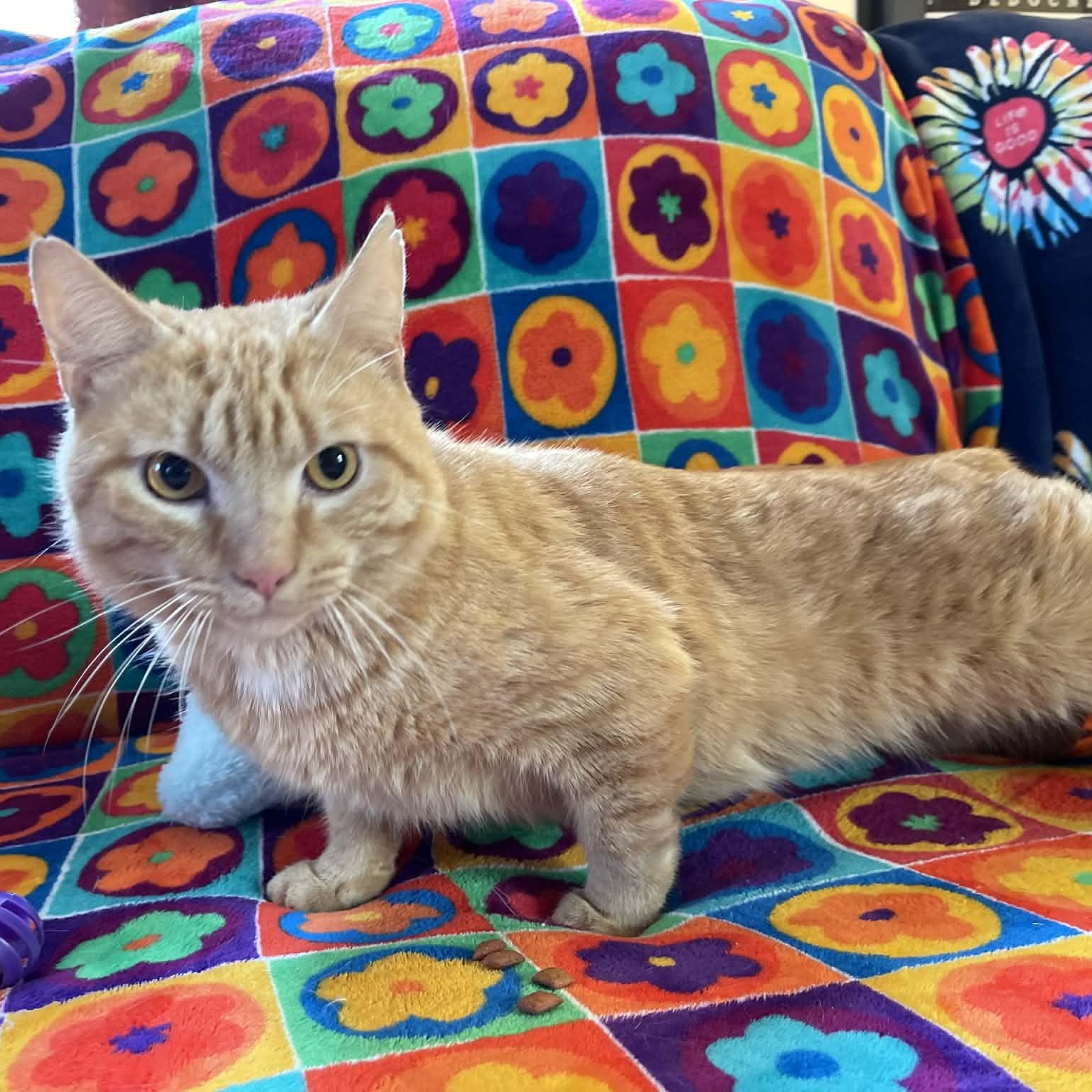 Enlarge Redmond, a ADOPTABLE mixed breed in Scranton, PA image 2/2