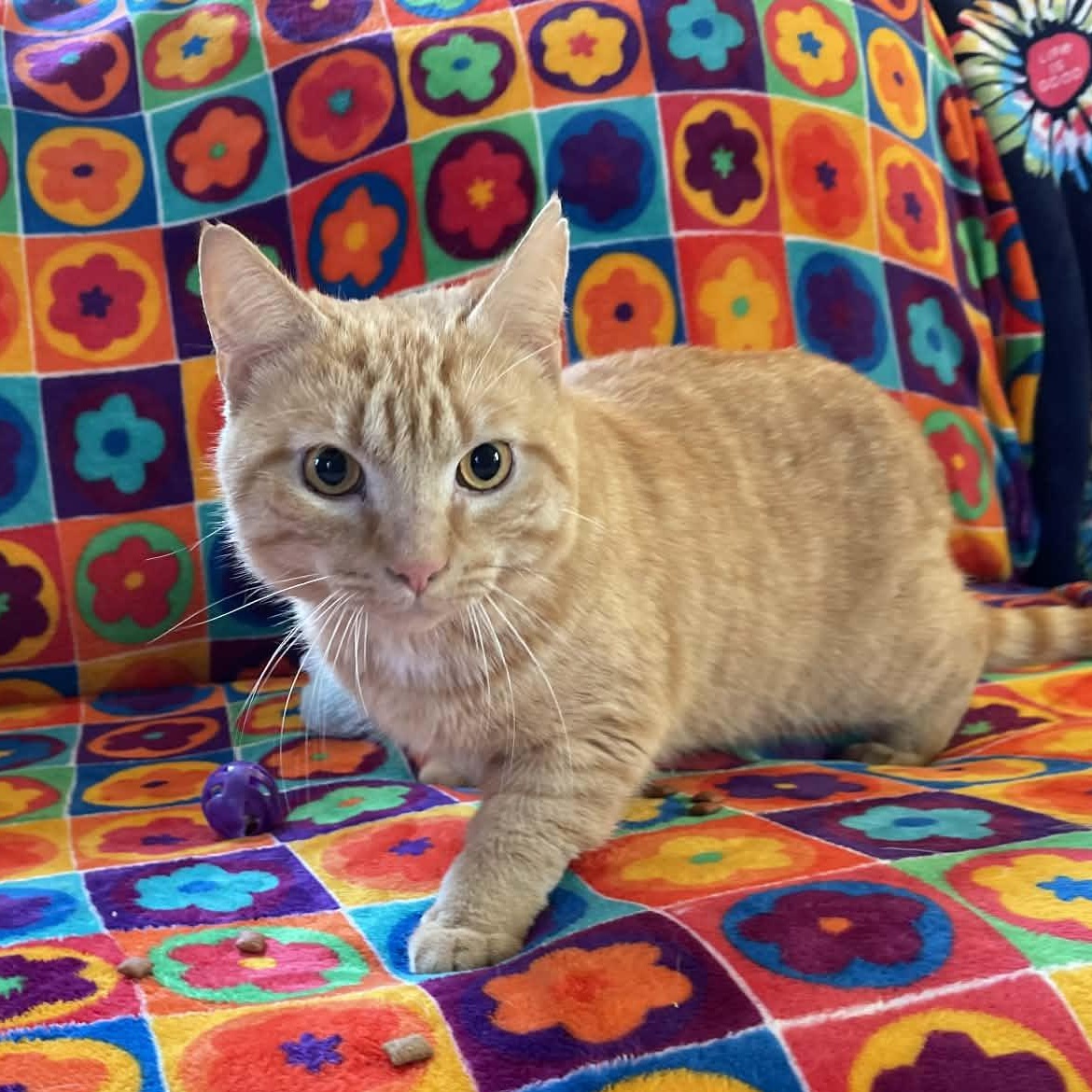 Redmond, ADOPTABLE, Adult Male Tabby & Domestic Short Hair.