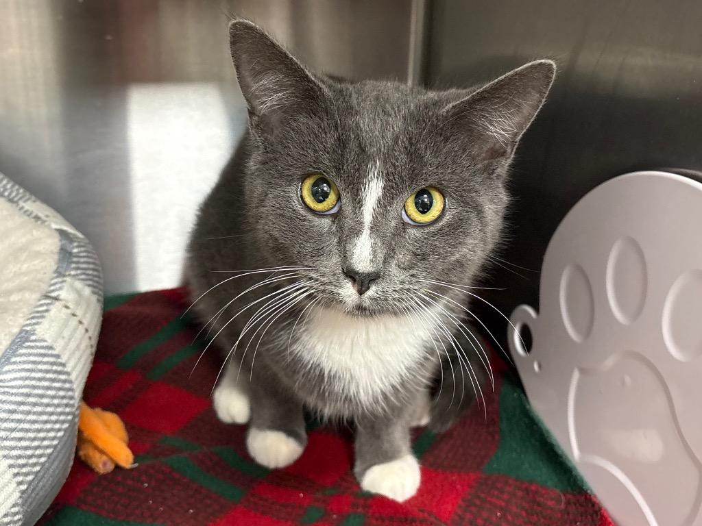 Enlarge Hamish / AC 27441 B, a Adoptable mixed breed in Greeneville, TN image 1/1