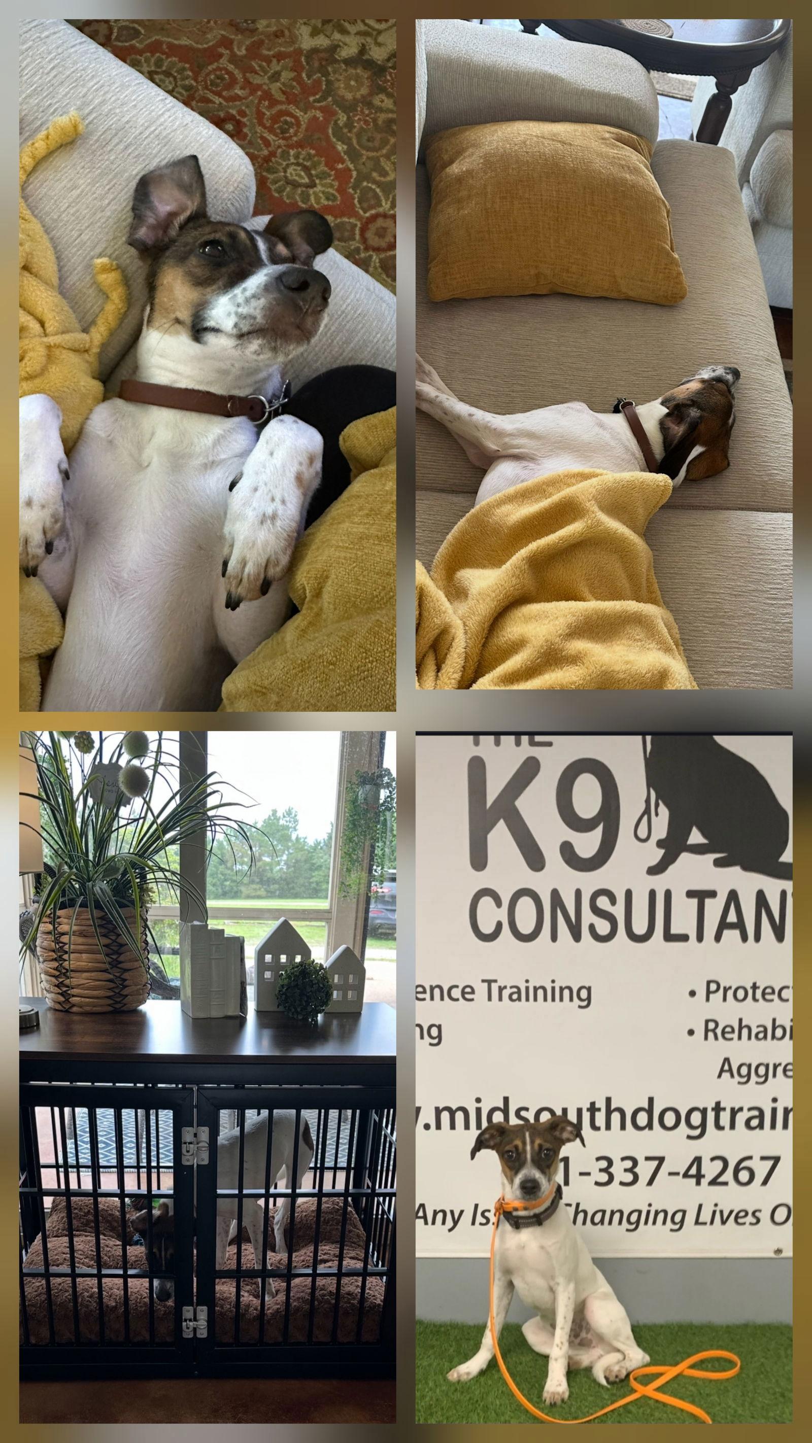 Charlie, Adopted, Young Male Rat Terrier.