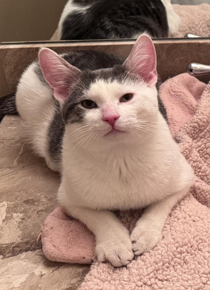 Whiskey, Adoptable, Kitten Male Domestic Short Hair.