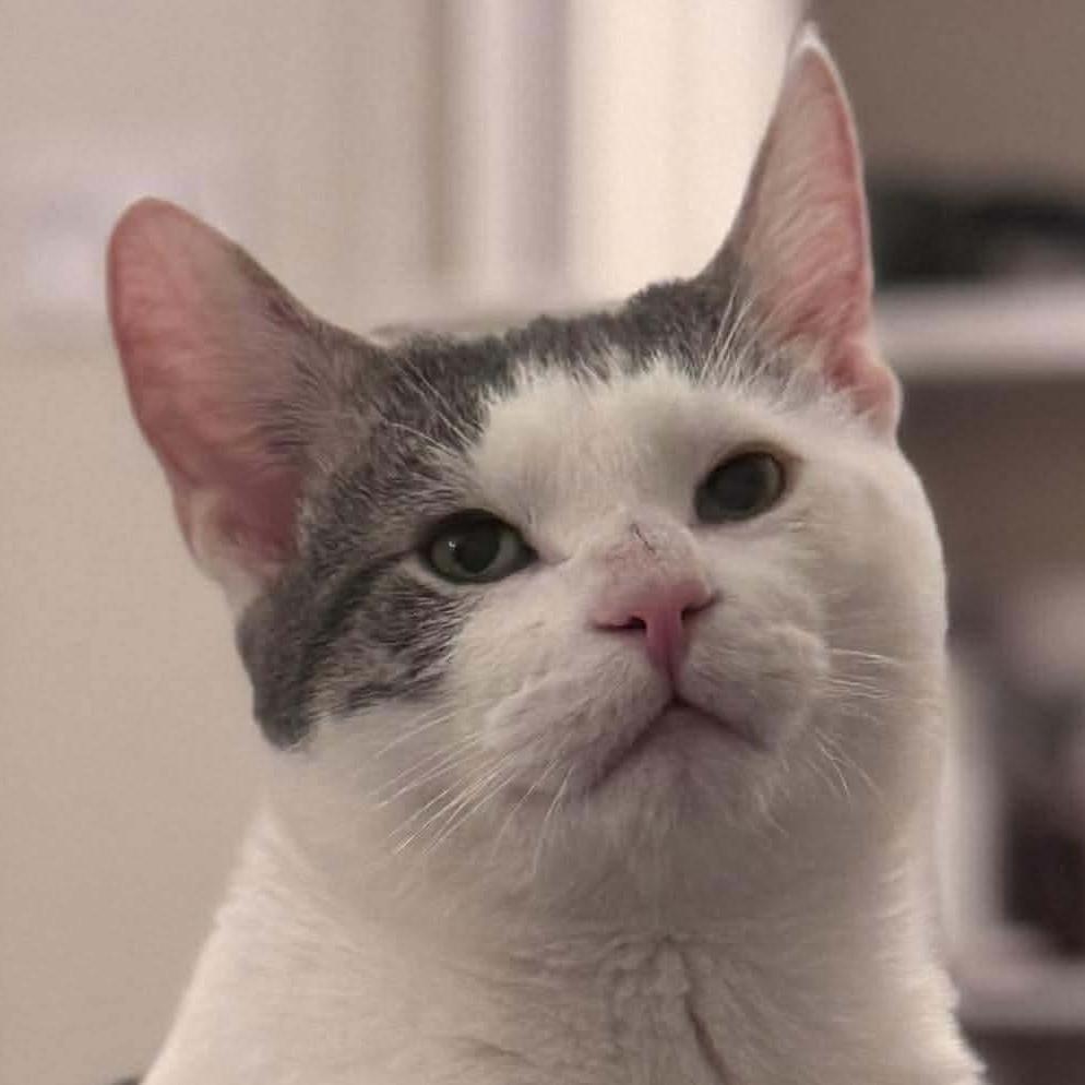 Whiskey, a Adoptable Domestic Short Hair in Chicago, IL image 3/6